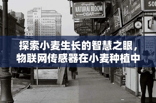 探索小麦生长的智慧之眼，物联网传感器在小麦种植中的应用问题