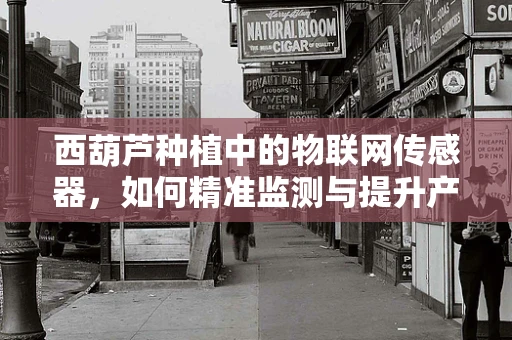 西葫芦种植中的物联网传感器，如何精准监测与提升产量？
