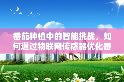 番茄种植中的智能挑战，如何通过物联网传感器优化番茄生长？