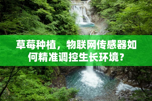 草莓种植，物联网传感器如何精准调控生长环境？