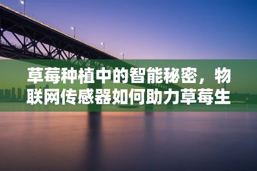 草莓种植中的智能秘密，物联网传感器如何助力草莓生长？
